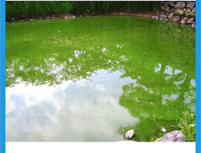 养殖过程中蓝藻爆发的处理方案_02.jpg