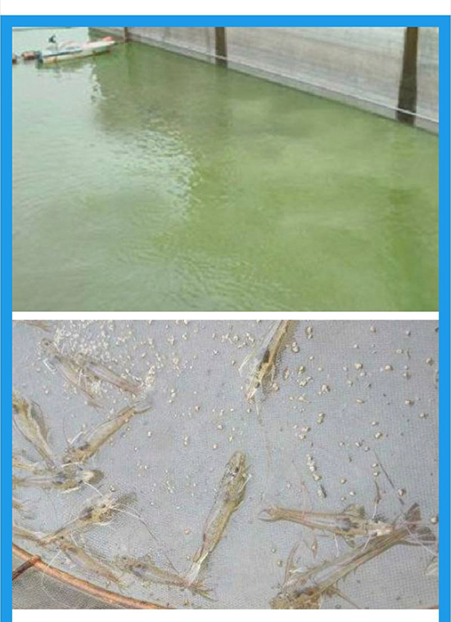 养殖过程中蓝藻爆发的处理方案_08.jpg