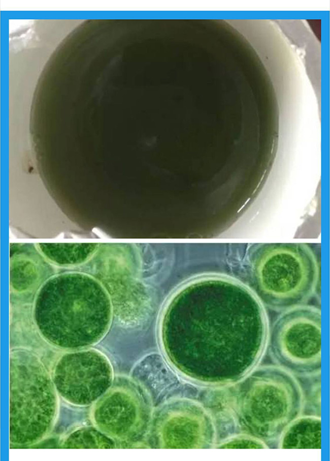 养殖过程中蓝藻爆发的处理方案_04.jpg